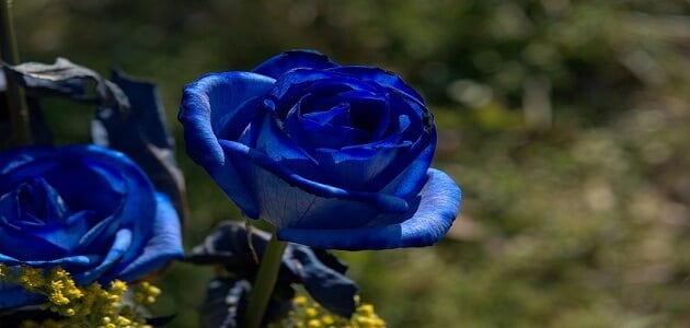 ما معنى الوردة الزرقاء