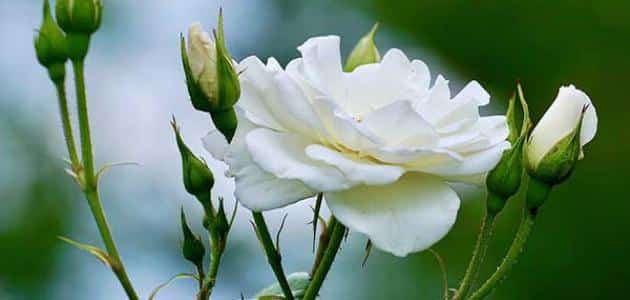 ما هو معنى الوردة البيضاء