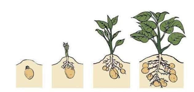 مراحل نمو النباتات بالصور