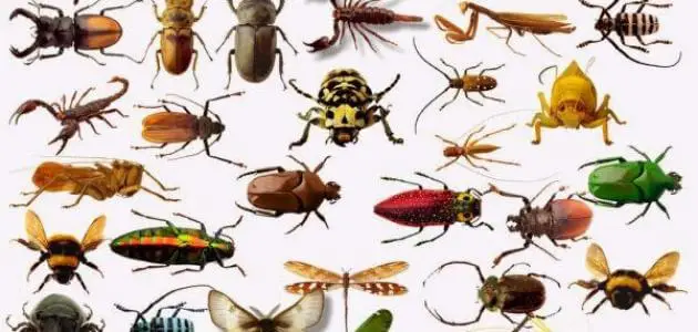 انواع حشرات المنزل واسمائها
