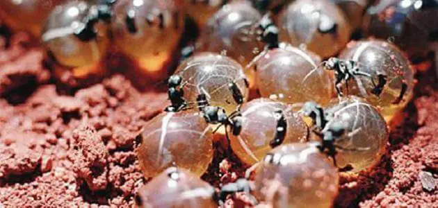 فوائد واضرار بيض النمل