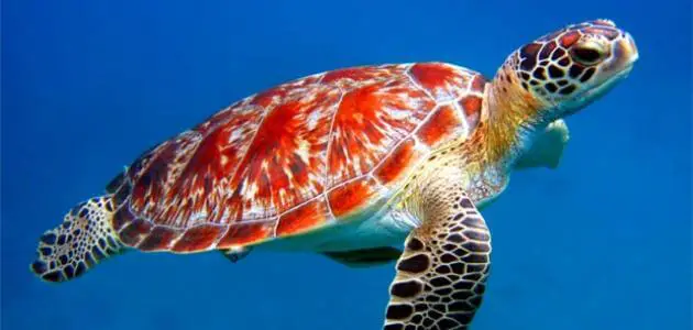 لماذا تهاجر السلاحف البحرية وأنواعها