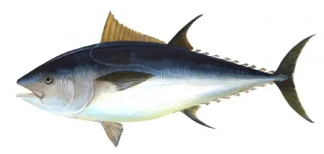 ما هو شكل سمك التونة