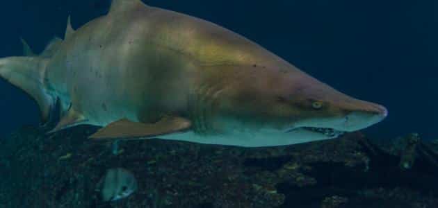 اكبر سمك القرش في العالم