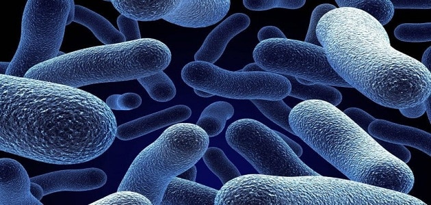 بحث عن البكتيريا مع المراجع