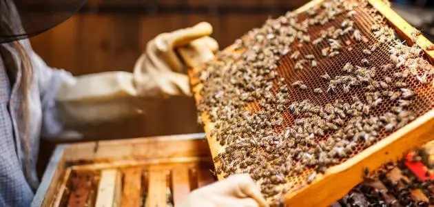 تربية النحل واهميته