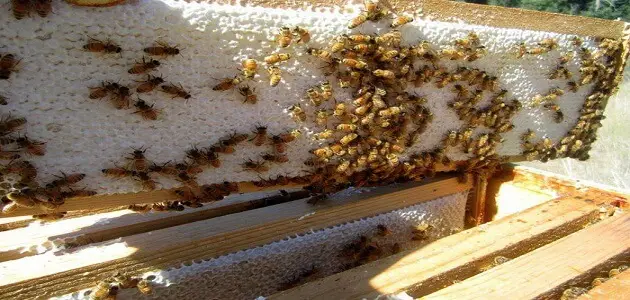 طرق تربية النحل في لبنان