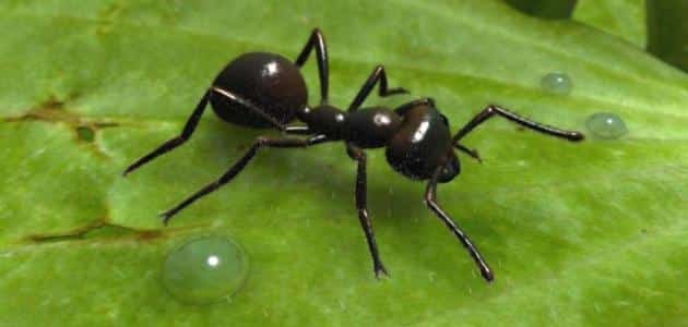 كيف يتم تكاثر النمل