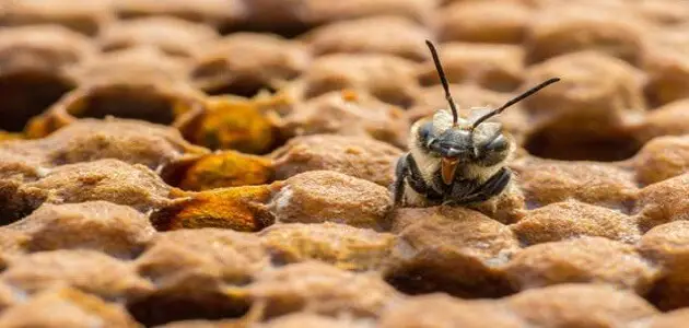 كيف ينام النحل بالصور