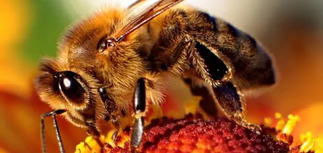 ما هو اسم صغار النحل