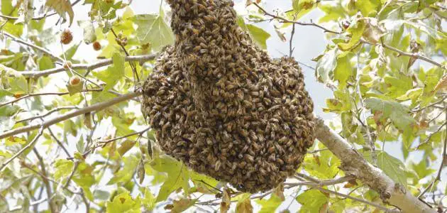 ما هو الاسم الذي يطلق على بيت النحل