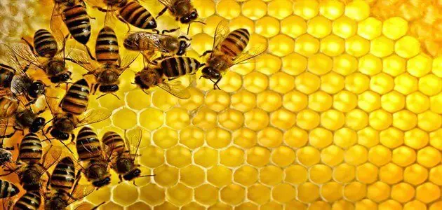 لماذا يصنع النحل اقراص العسل