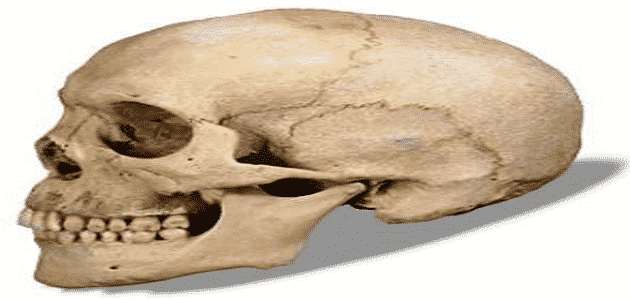 ما الذي يميز عظام الجمجمة
