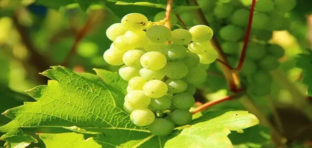 ما فوائد العنب الأخضر ؟