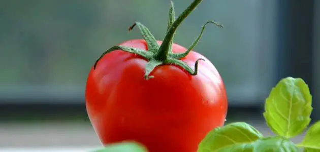 فوائد ومضار بذور الطماطم