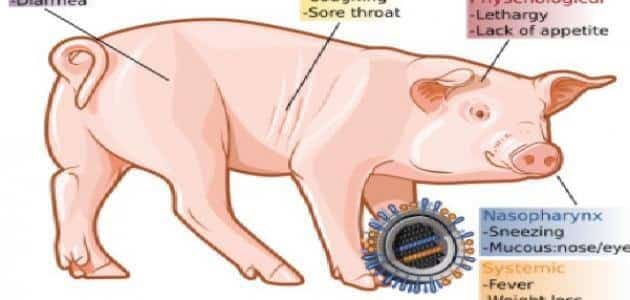 ما معنى انفلونزا الخنزير ؟