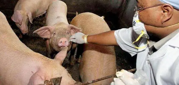 ما هو سبب انفلونزا الخنزير ؟