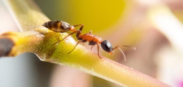 معلومات عن النمل وحياته