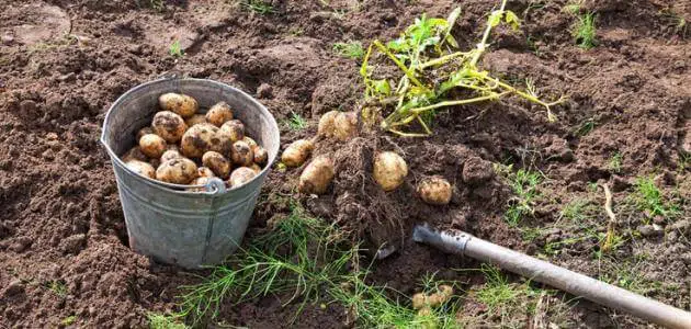 زراعة البطاطس في المنزل ومواعيدها