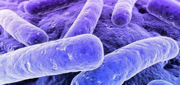 ما هو سبب بكتيريا البول ؟