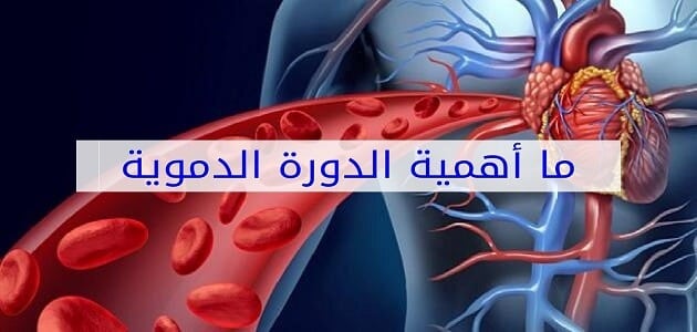 ما هي أهمية الدورة الدموية