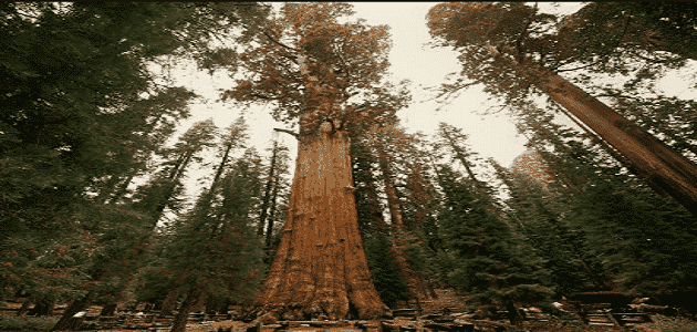 أكبر شجرة معمرة في العالم