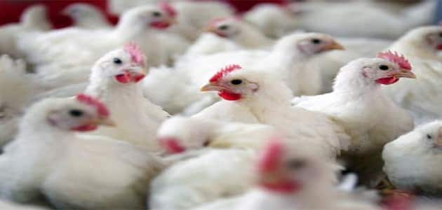 كيفية علاج نقص الكالسيوم عند الدجاج