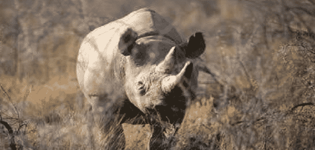 ما الأسم الذي يطلق على وحيد القرن