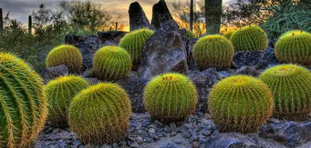أهم نباتات الإقليم الصحراوي وخصائصها