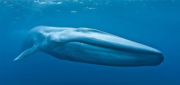 معلومات عن الحوت الازرق وأين يعيش