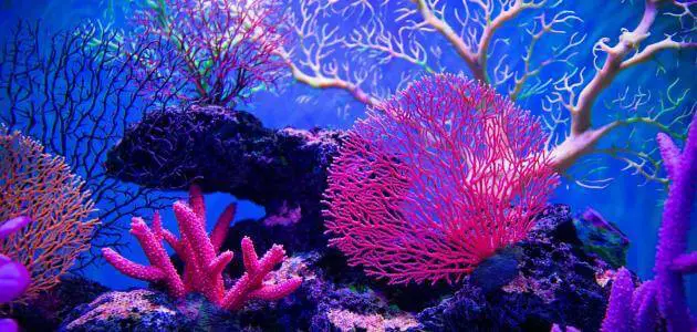 معلومات عن الشعاب المرجانية