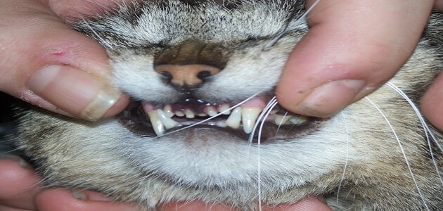 معلومات عن عدد أسنان القط