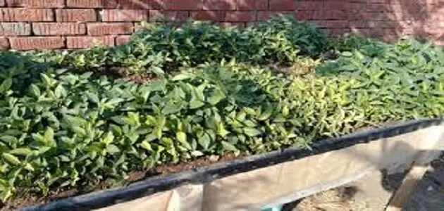 كيفية زراعة الملوخية في المنزل