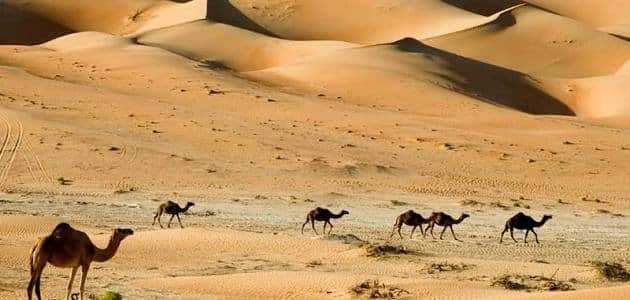 بحث عن دور الروافع في دعم الحياة في البيئة الصحراوية