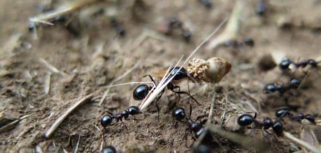 فوائد زيت النمل واستعمالاته