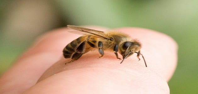 فوائد سم النحل وأضراره