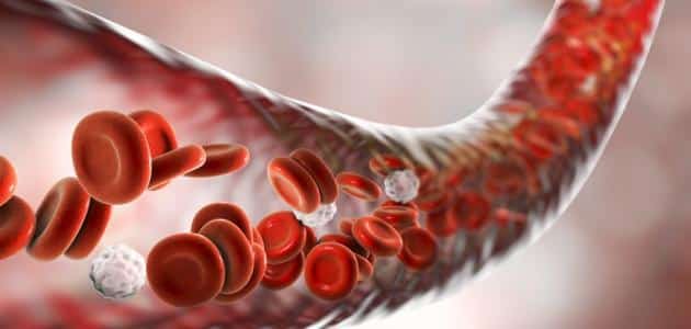 كيفية تنقية الدم من السموم