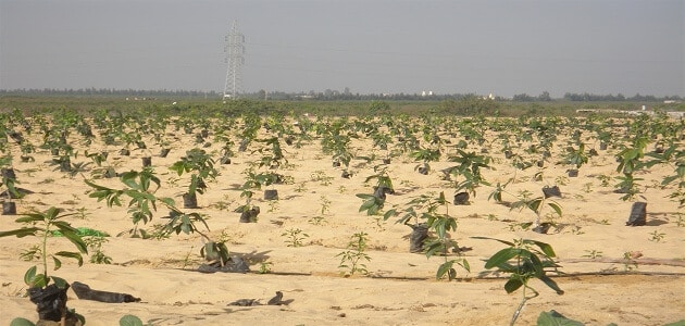 مشروع زراعة البصل فى الاراضى الصحراوية