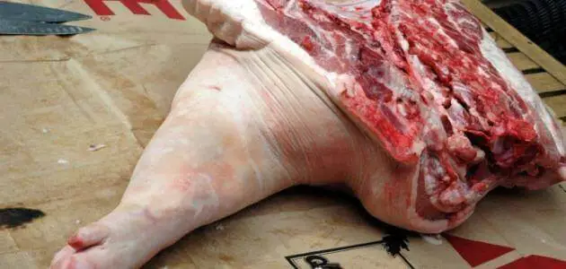 معلومات لا تعرفها عن أضرار لحم الخنزير