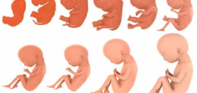 مراحل تكوين الجنين وكيفية العناية به