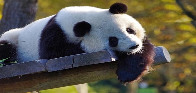 معلومات عن الباندا المهدد بالانقراض