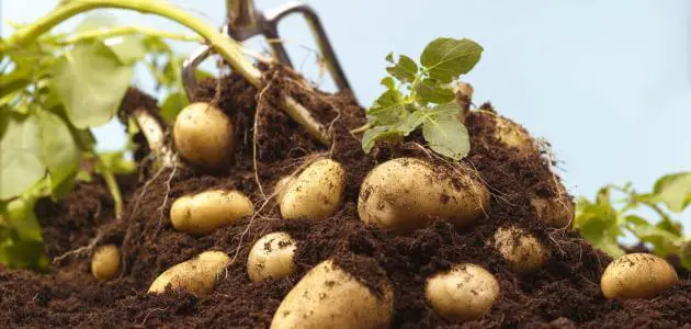 معلومات عن زراعة البطاطس