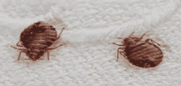 معلومات غريبة عن حشرة البق