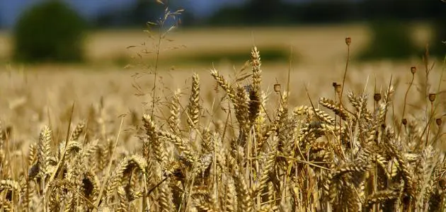 خطوات زراعة القمح فى الاراضى الصحراوية