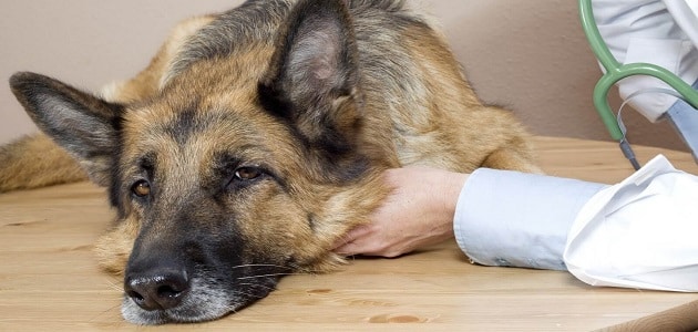 علاج الديدان عند الكلاب وكيفية التخلص منها