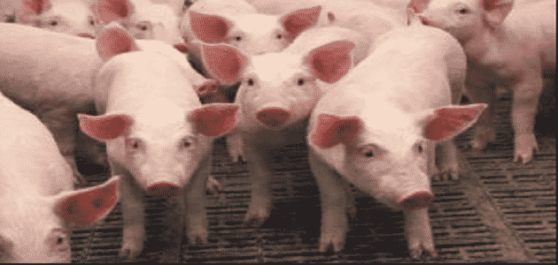 لماذا حرم لحم الخنزير على المسلمين