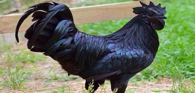 معلومات عن الدجاج الأسود