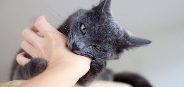 معلومات عن عضة القطة وكيفية التعامل معها