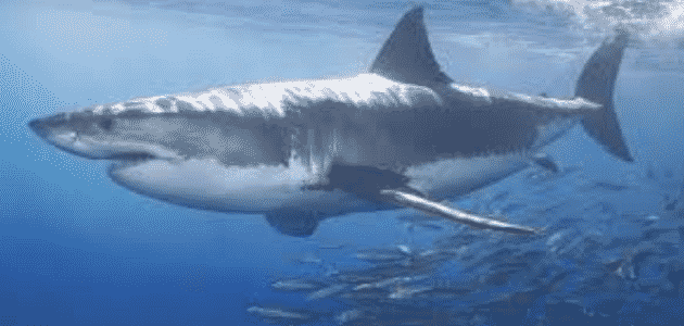 معلومات مرعبة عن القرش الابيض
