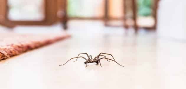 أسباب وجود عناكب في المنزل